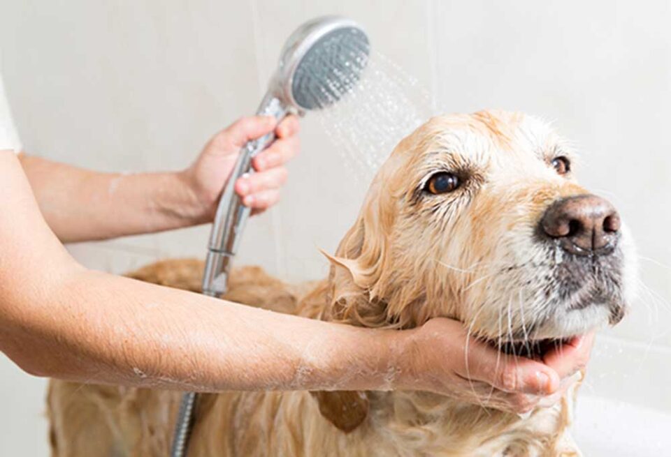 What's the Best Natural Flea Shampoo for Dogs?