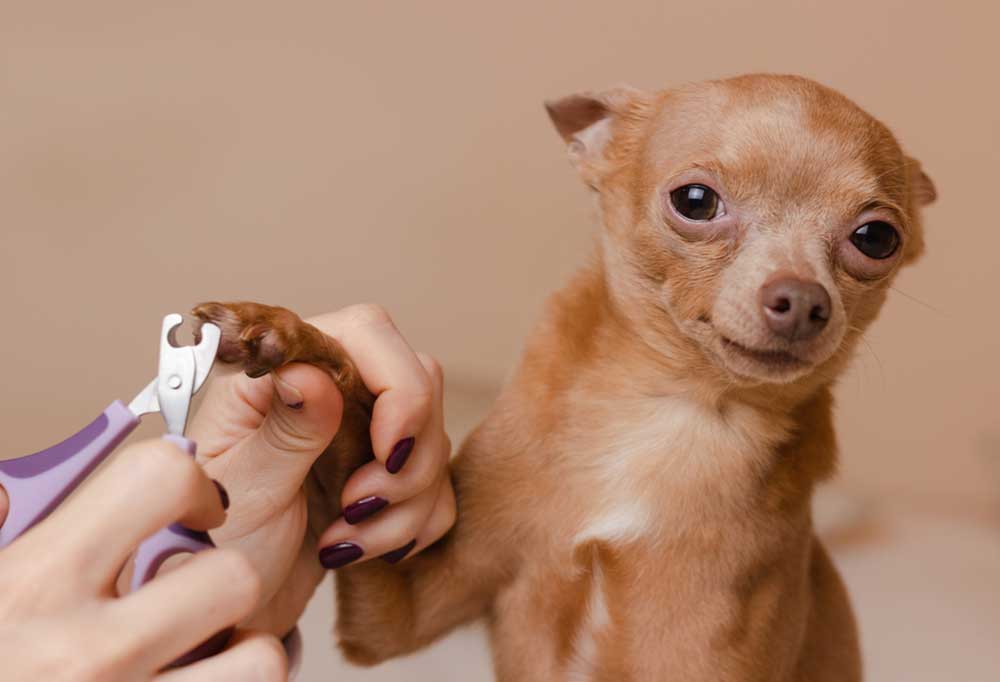 Best Nail Clippers for Small Dogs