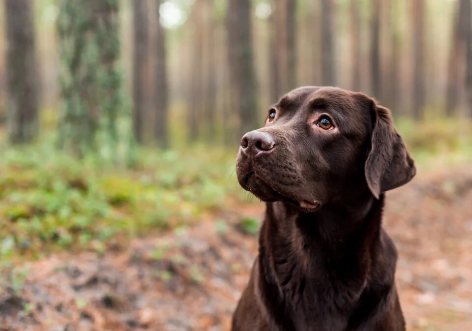 Black Lab Vs Yellow Lab Vs Chocolate Lab
