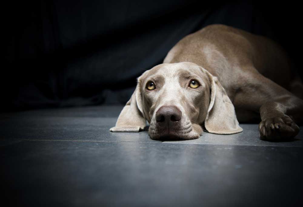 Silver Labrador vs Weimaraner