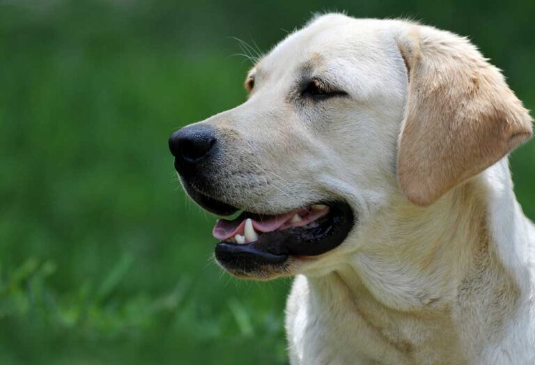 Chocolate Labs Vs Yellow Labs