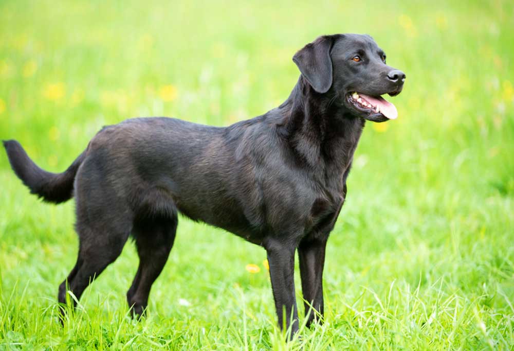 English Black Lab Vs American Black Lab