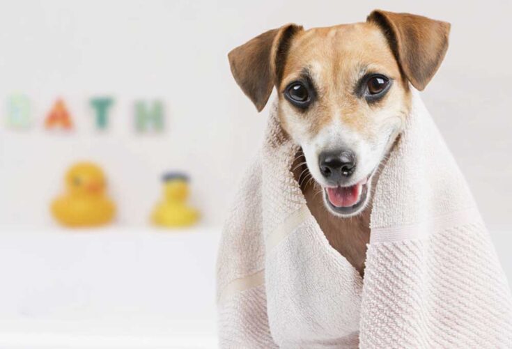 What's the Best Natural Flea Shampoo for Dogs?