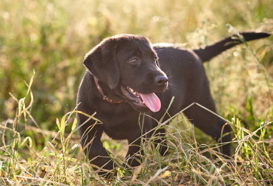 Black Lab Vs. Yellow Lab