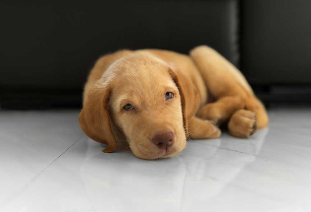 Dudley Lab vs Yellow lab