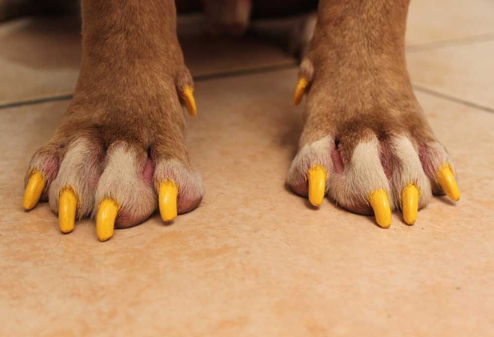 Can You Use Nail Polish on Dogs?