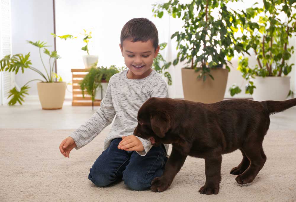 How to Get a Labrador Puppy to Stop Biting?