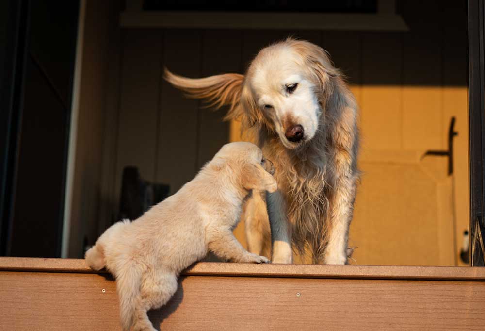 When can a Labrador Puppy Climb Stairs?