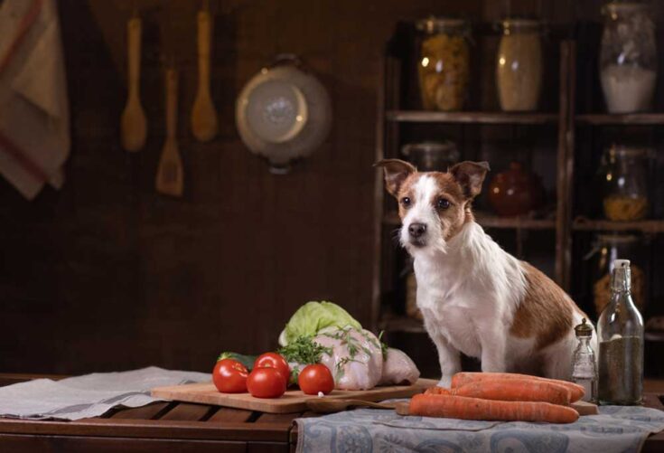 How Do You Cook Plain Ground Turkey for Dogs?