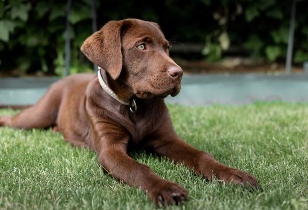How to Get a Labrador Puppy to Stop Biting?