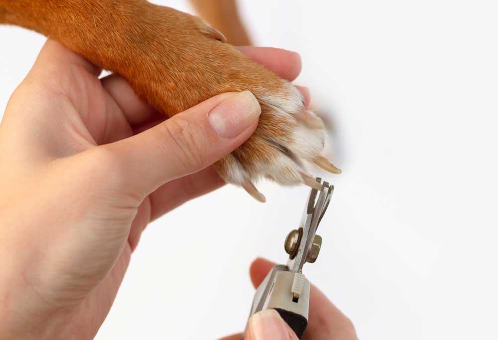 Do Long Nails Hurt Dogs?
