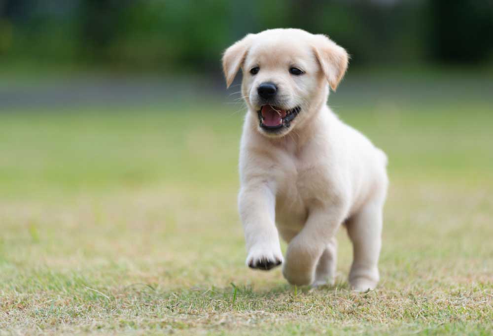When can a Labrador Puppy Climb Stairs?