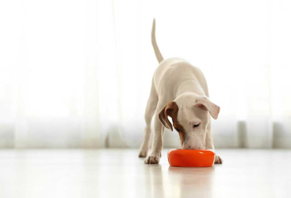 How Do You Make Ground Beef for Dog Food?
