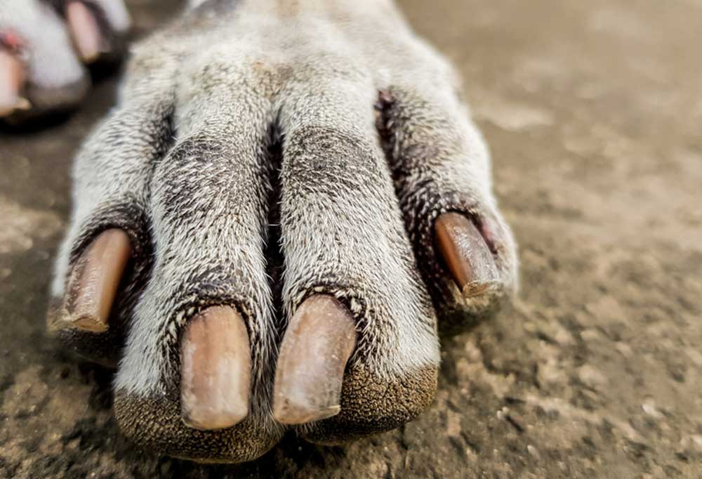 Can You Use Nail Polish on Dogs?
