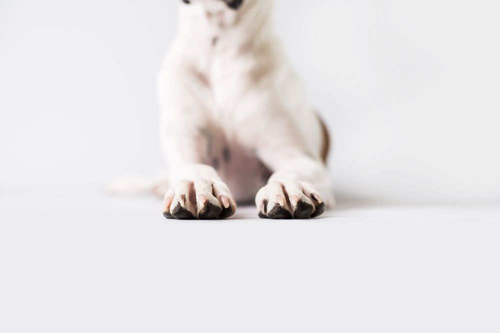 Do Long Nails Hurt Dogs?