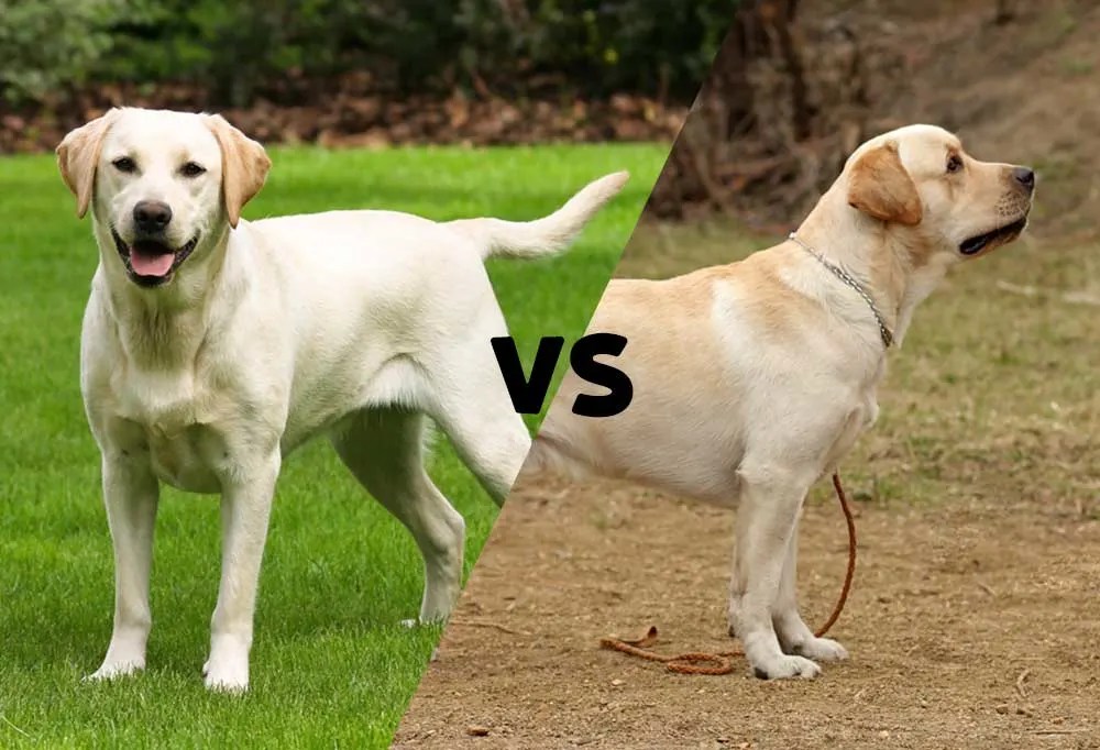 How To Identify Male And Female Labrador