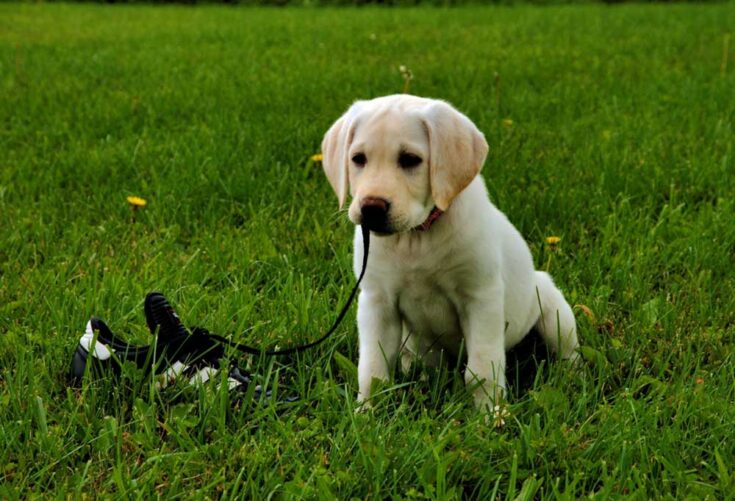 How to Train a Yellow Lab Puppy?