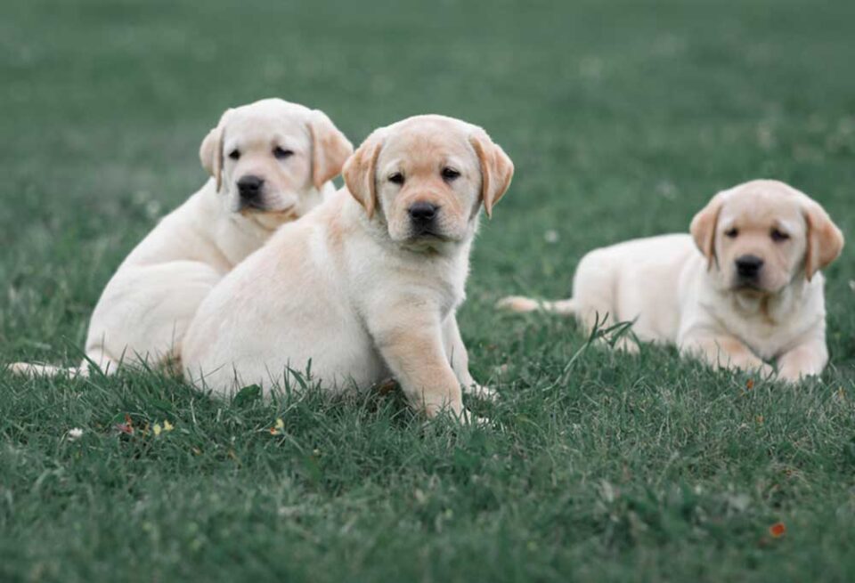 How Much Do Labradors Cost?