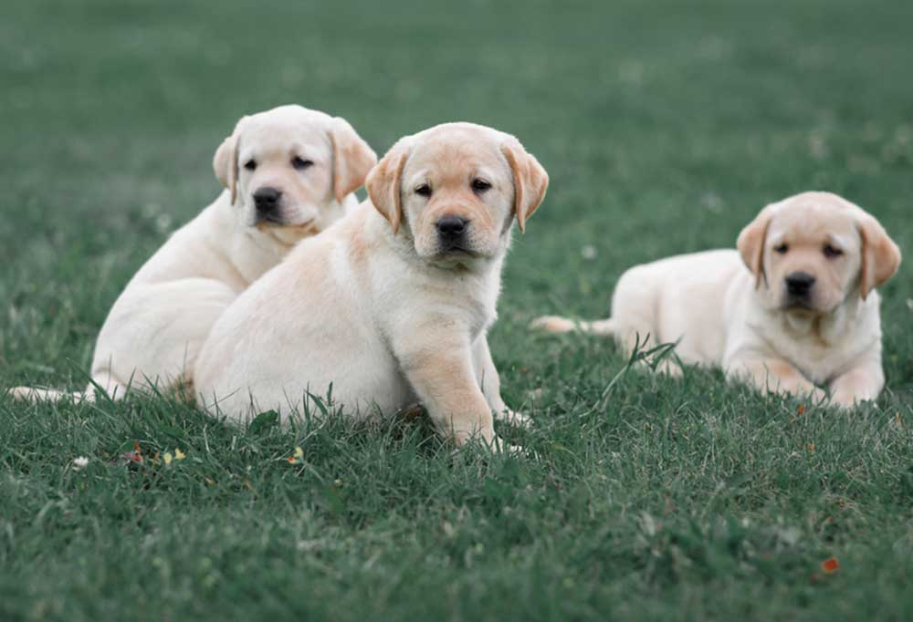How Much Money Are Labrador Puppies