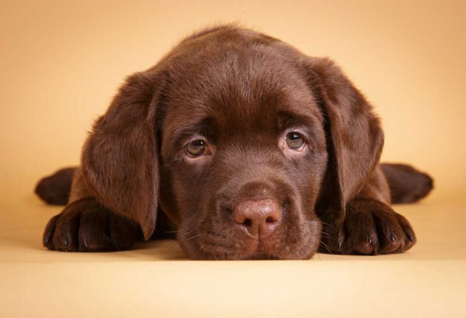How Much Do Labradors Cost?