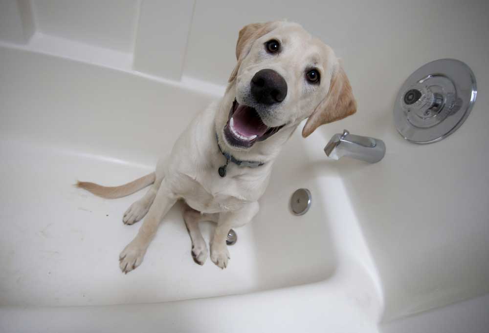 Should You Bathe A Labrador