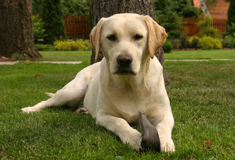 How Much Do Labradors Cost?