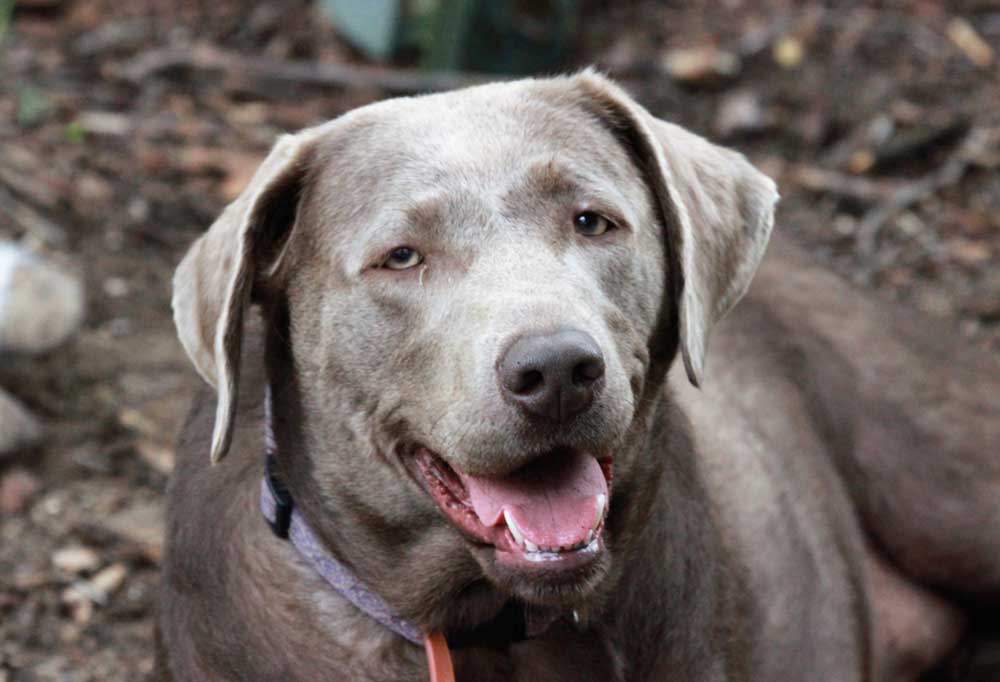 Charcoal vs. Silver Labrador