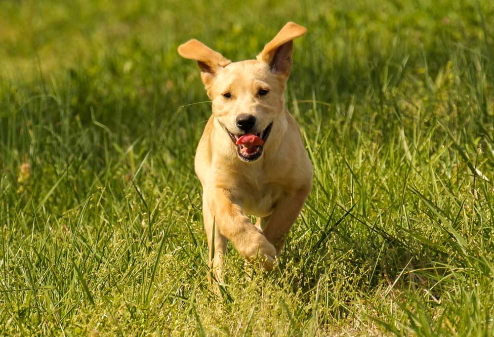 How to Take Care of a Yellow Lab Puppy