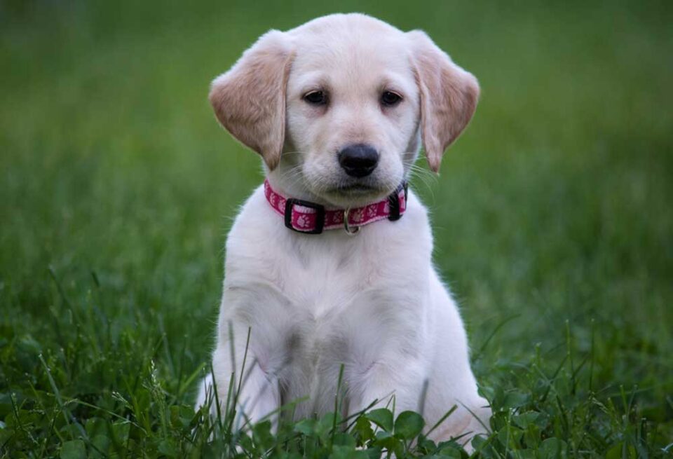 How to Train a Yellow Lab Puppy?