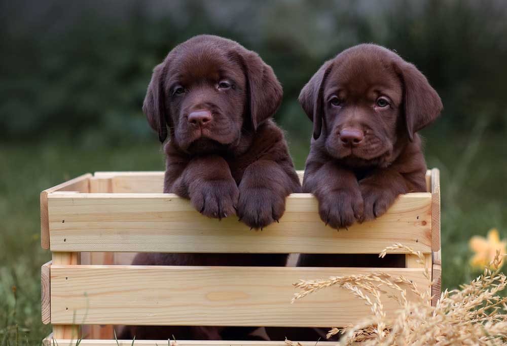 Can White Labs Have Black Puppies?
