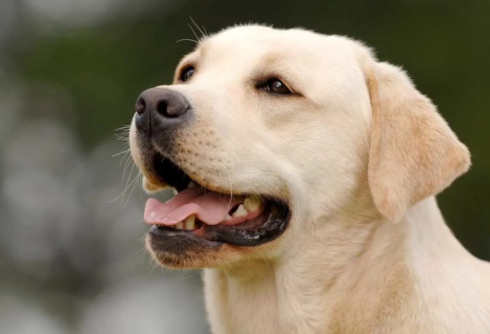 Are Yellow Labs Good Dogs
