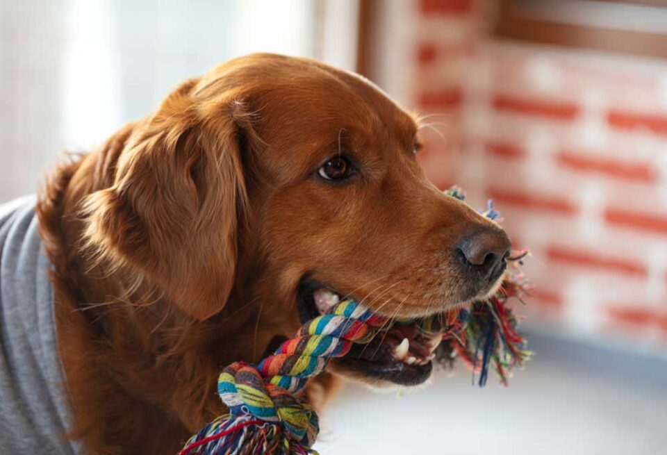 Are Ropes Good for Dog's Teeth?