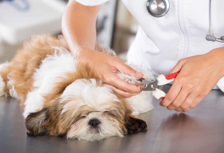 How To Cut Shih Tzu Nails
