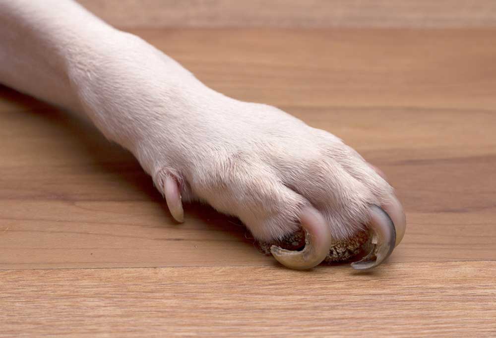 How To Fix Curled Dog Nails