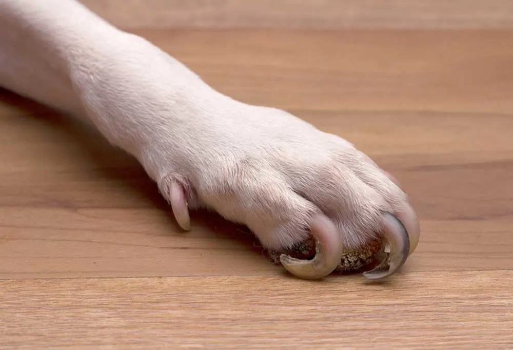 How Do You Fix An Overgrown Dog Nail