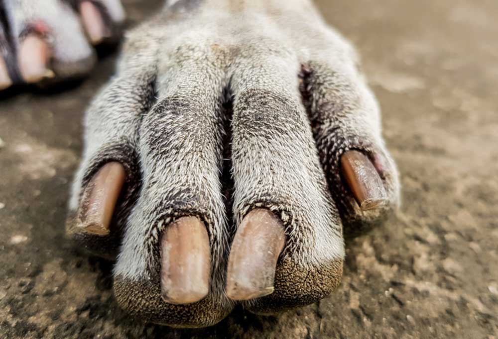 How Do Wild Dogs Keep Their Nails Short