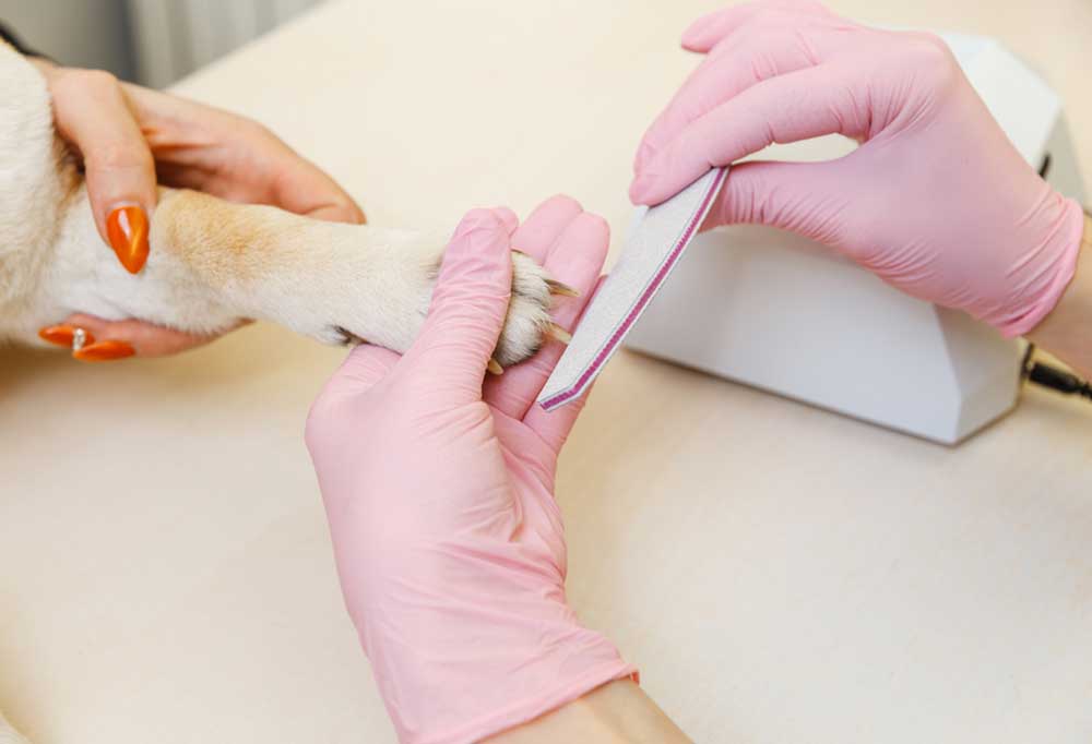 Is it Better to Cut or File Dog Nails?