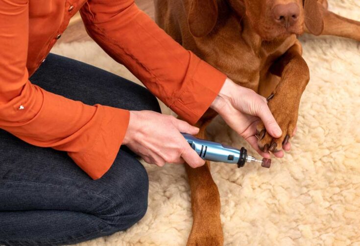 How to Cut Dog Nails