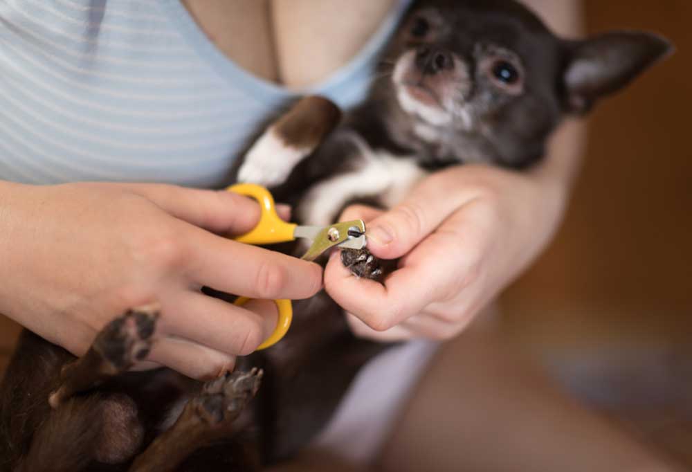 How to Restrain a Dog to Clip Its Nails