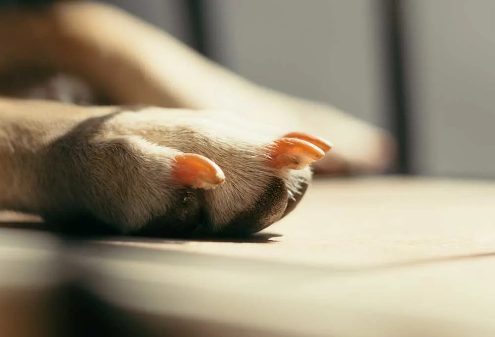 How to Keep Dog Nails Short Without Clipping Them