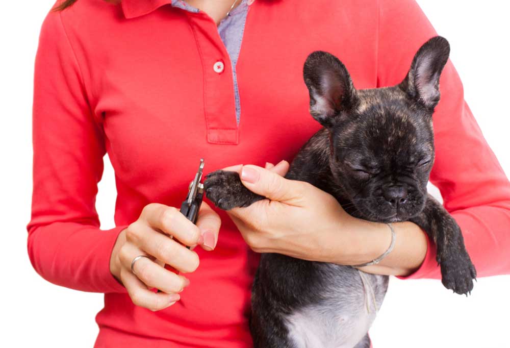How to Trim a French Bulldog’s Nails