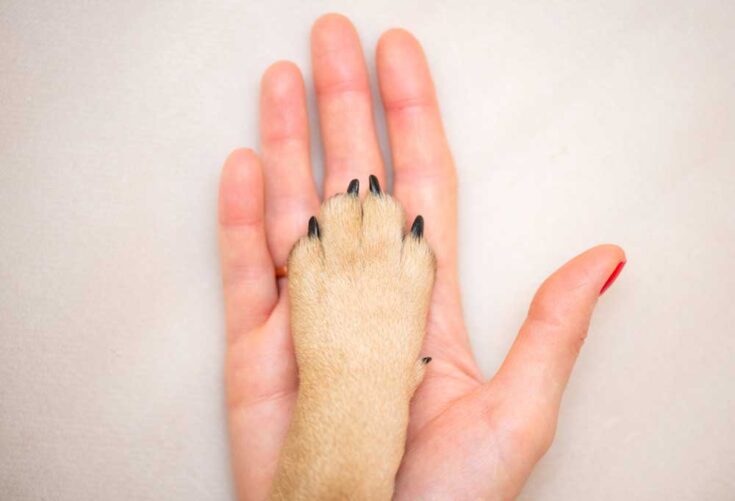 Is it Better to Cut or File Dog Nails?