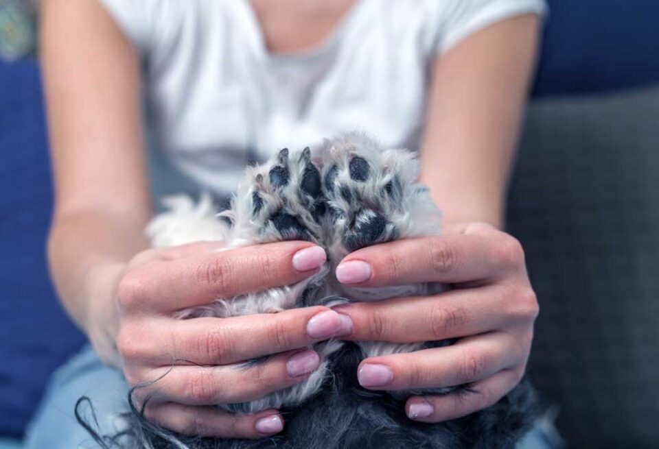 How to Cut an Uncooperative Dog's Nails