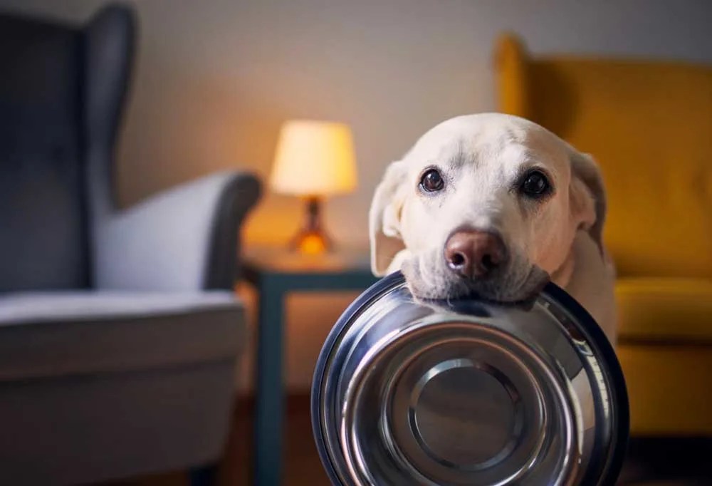 What to Do the Night Before a Dog Dental Cleaning?