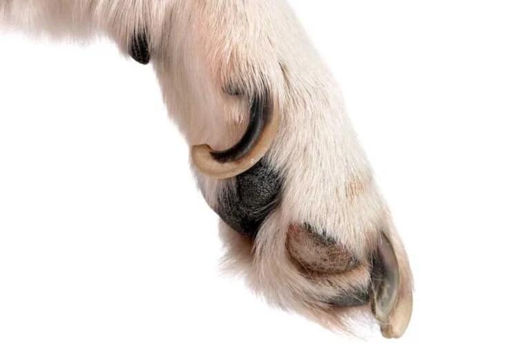 How to Trim Severely Overgrown Dog Nails