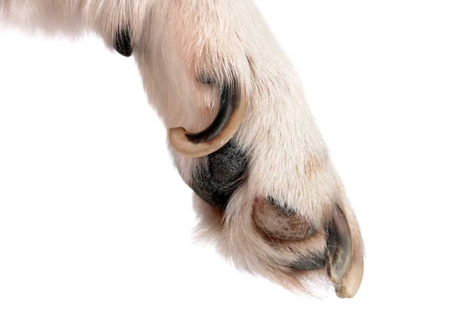How to Trim Severely Overgrown Dog Nails
