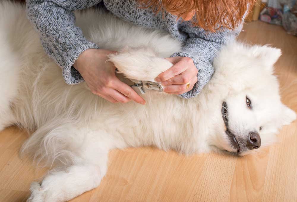 How to Restrain a Dog to Clip Its Nails