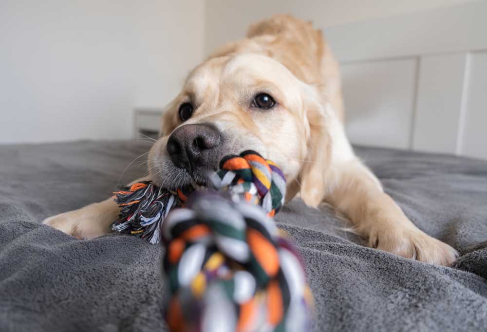 Are Ropes Good for Dog's Teeth?