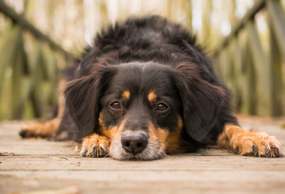 How to Keep Dog Nails Short Without Clipping Them