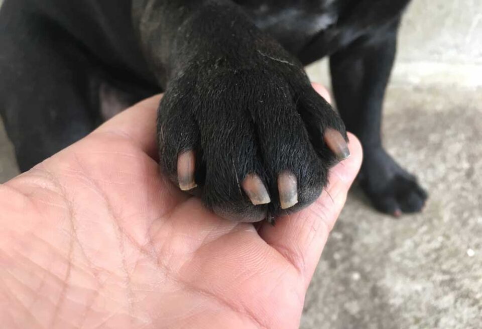 How to Trim a French Bulldog’s Nails